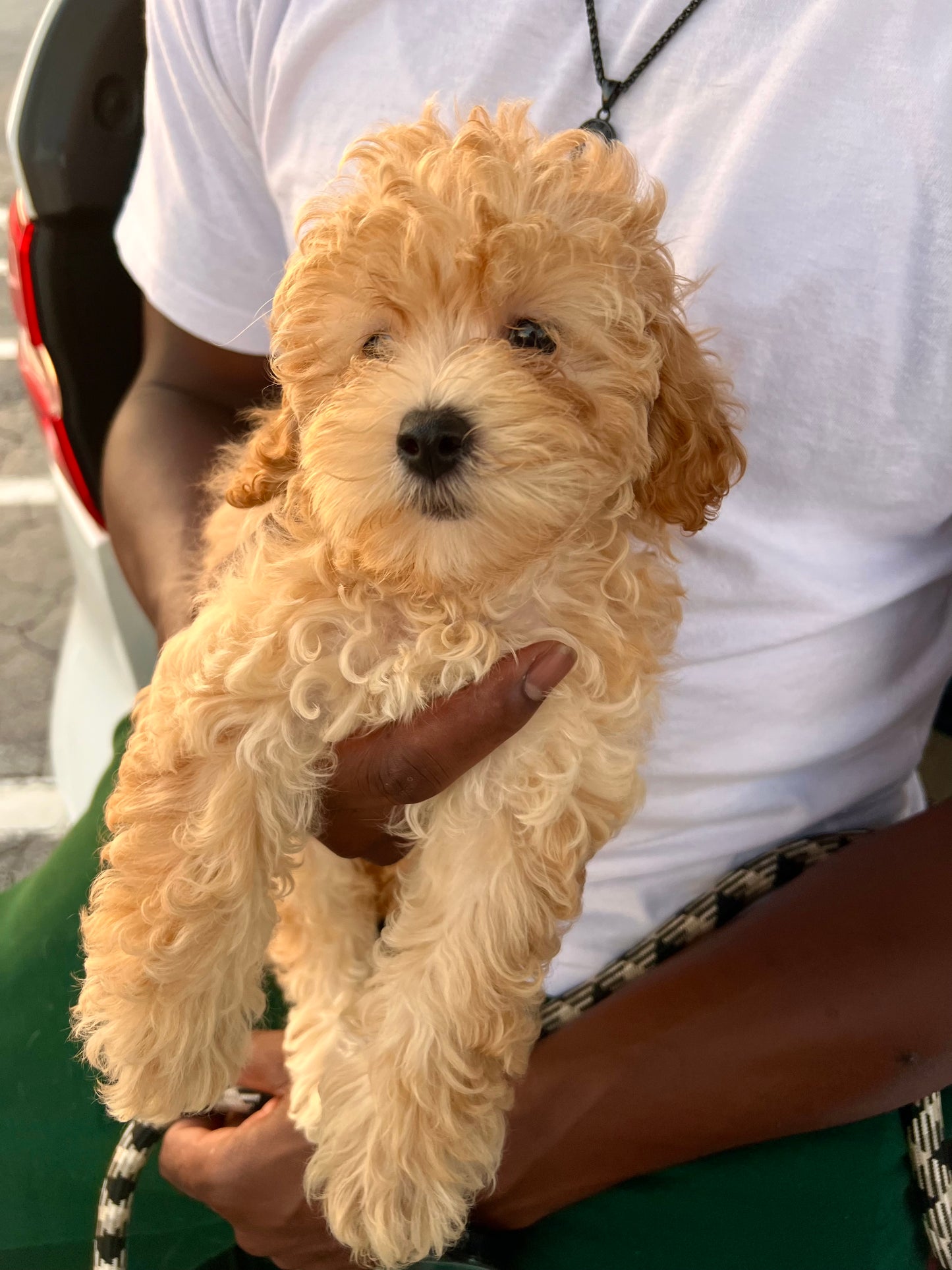 Winnie(Cavapoo)