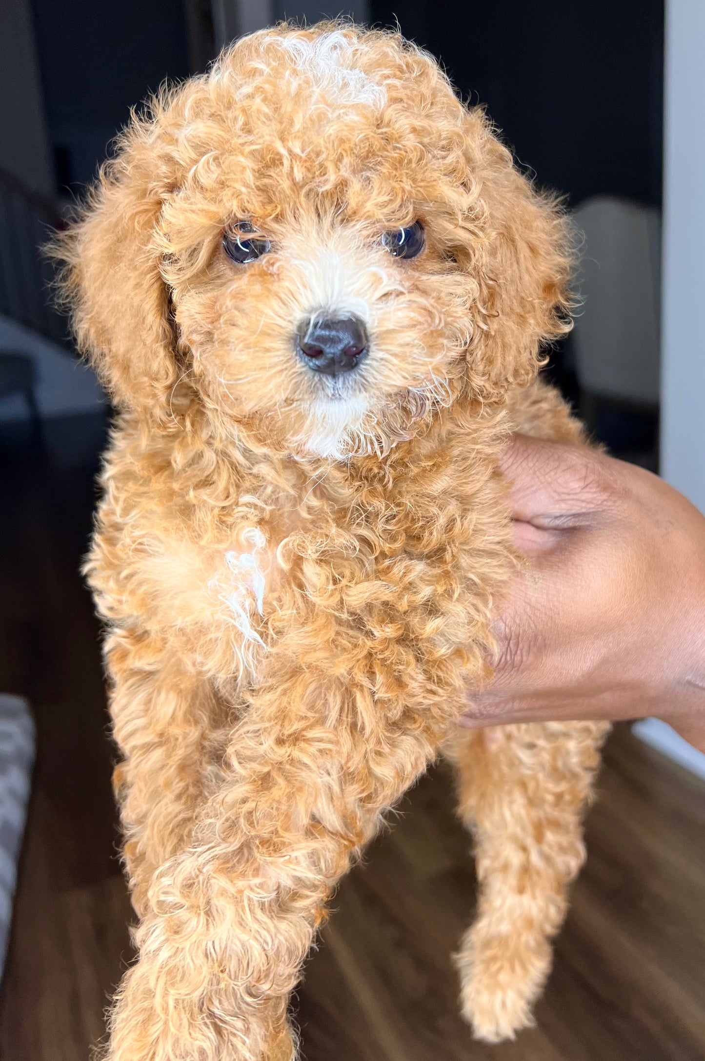 Remy(AKC Toy Poodle)