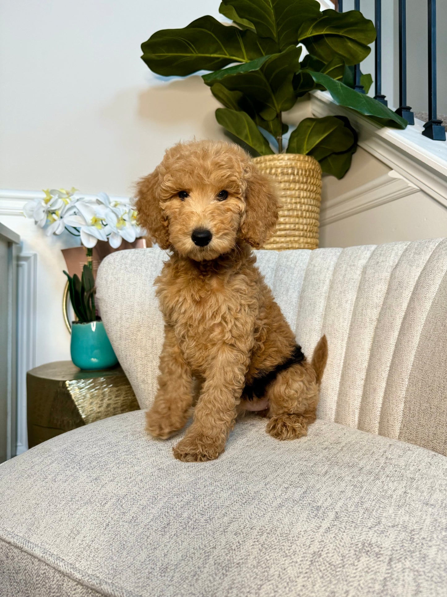 Moon (Goldendoodle)