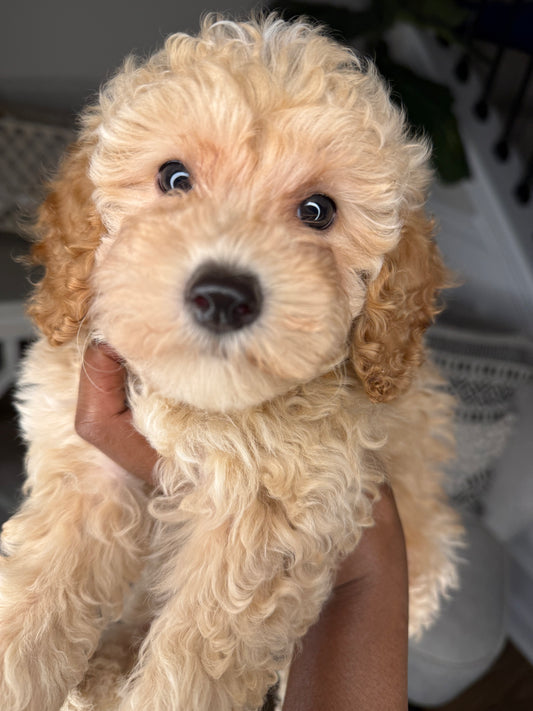 Uno (Cockapoo)