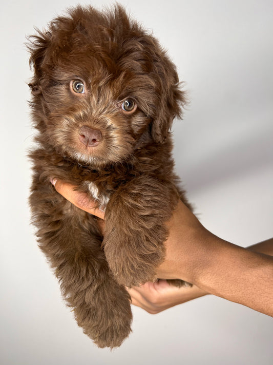 Channie (Mini Aussiedoodle)