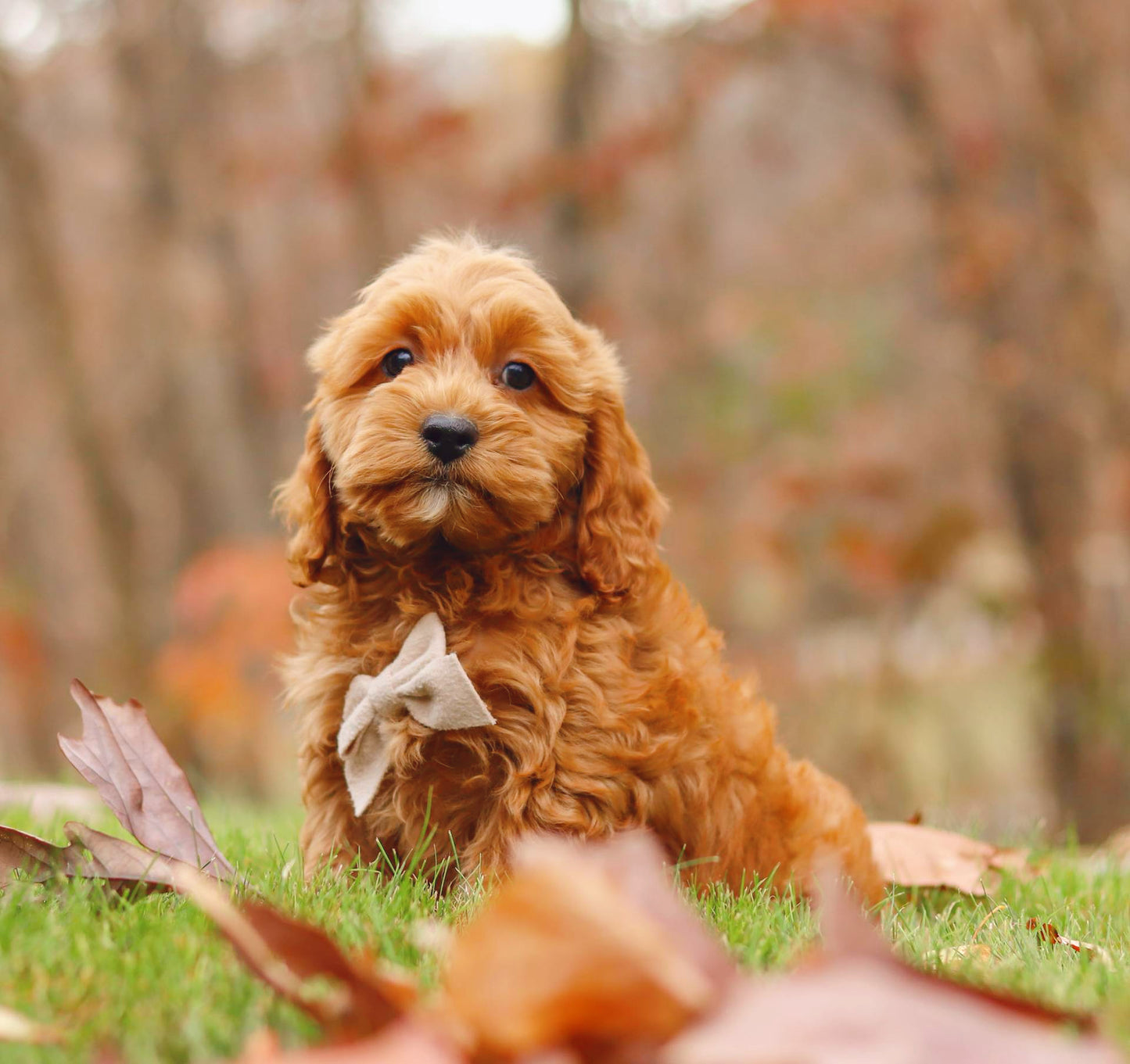 Ziggy (Cockapoo)