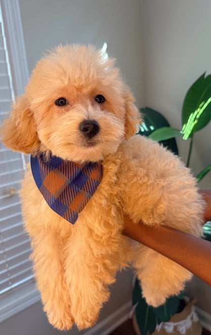 Moe (Maltipoo)