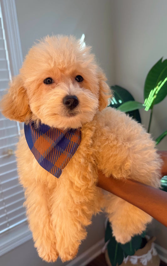 Moe (Maltipoo)