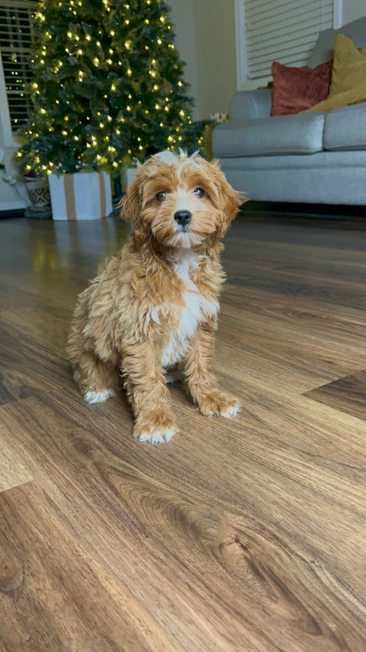 Cru (Maltipoo)