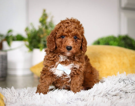 Louie (Mini Poodle)