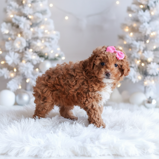 Autumn(Mini Poodle)