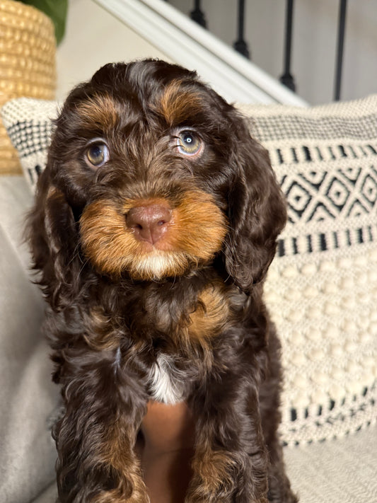 Heath(Cavapoo)