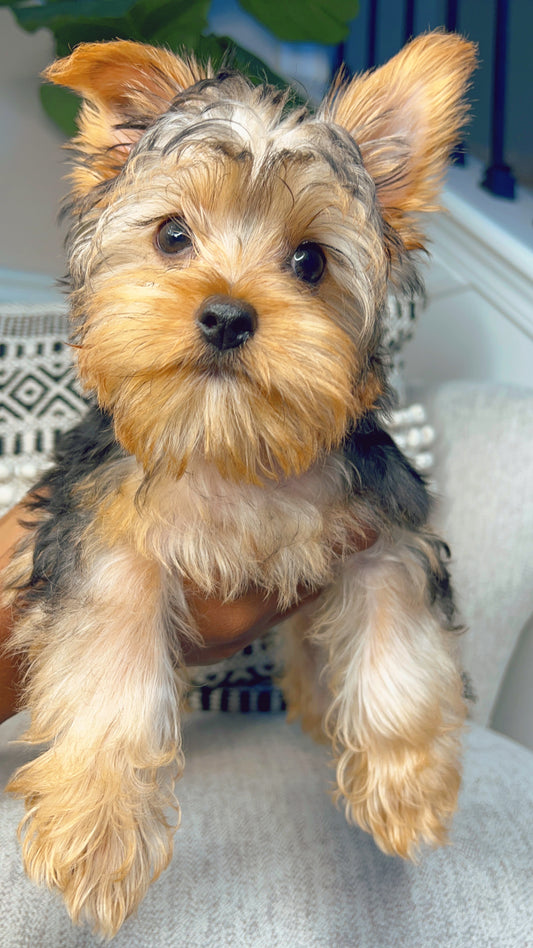 Diesel (Yorkshire Terrier)