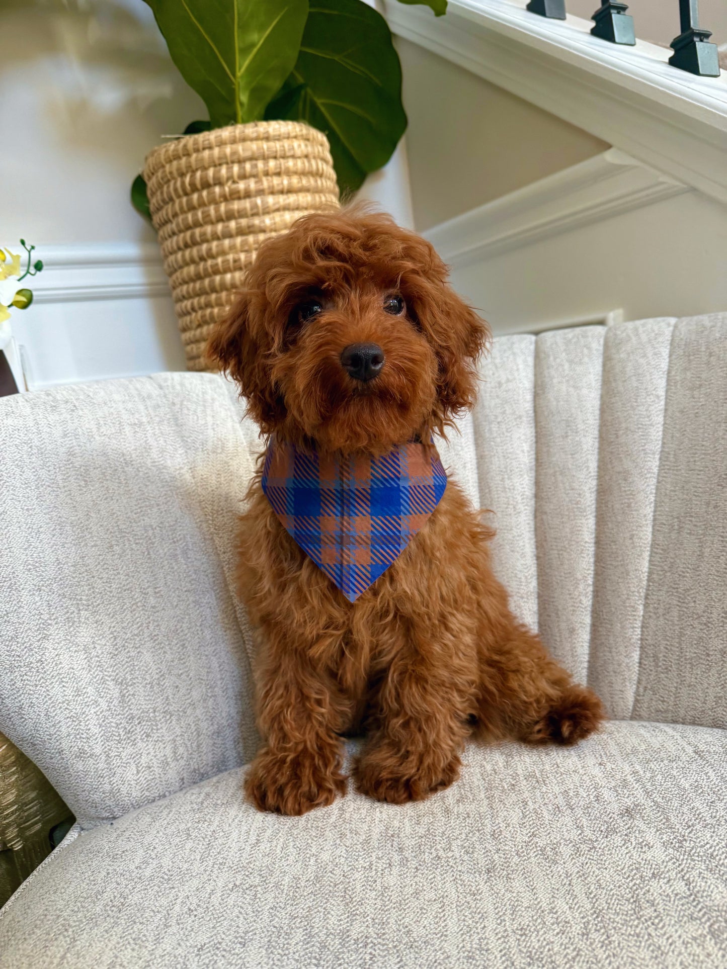 Dex(Mini Poodle AKC REG)