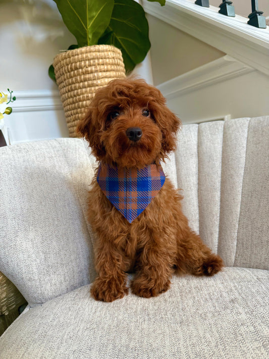 Dex(Mini Poodle AKC REG)