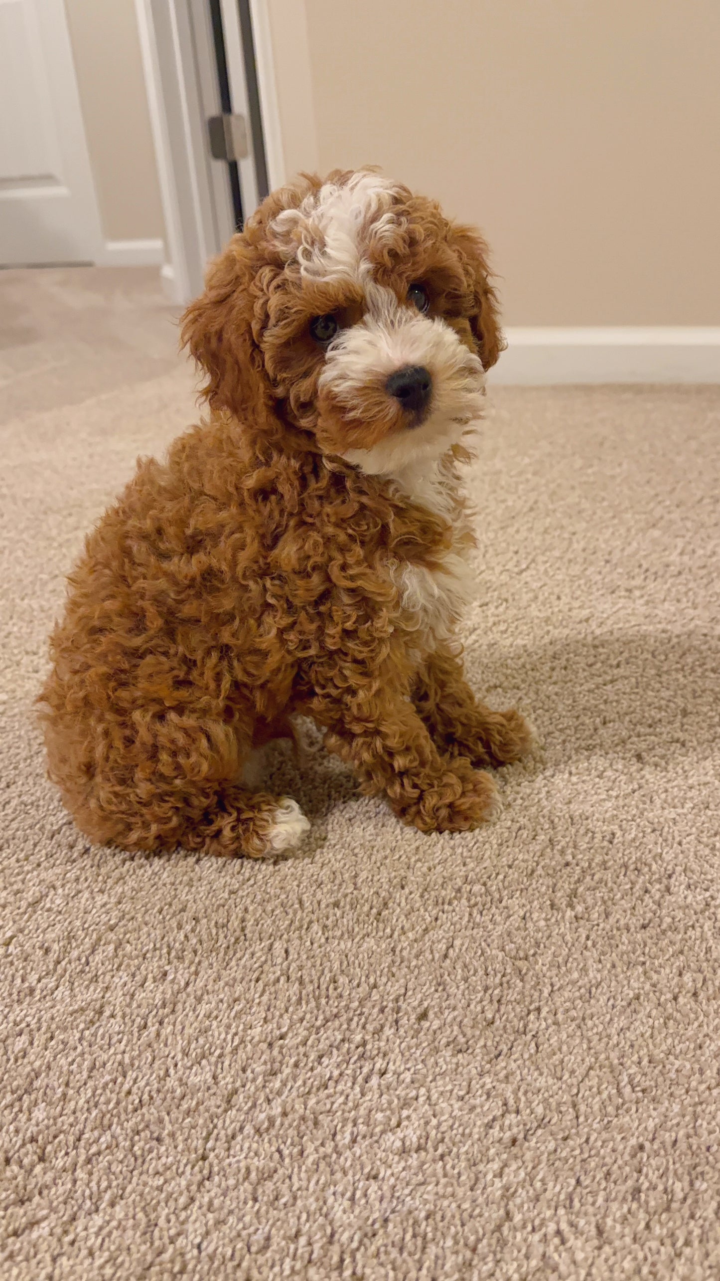 Liam (Mini Poodle AKC REG)