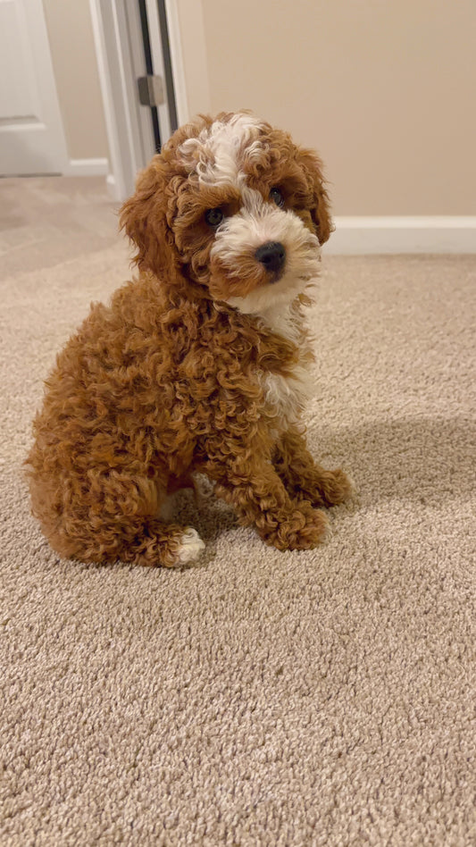 Liam (Mini Poodle AKC REG)