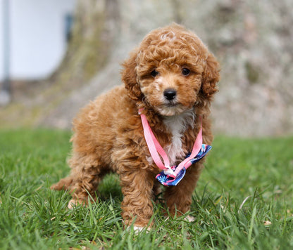 Denver (ACA Reg. Mini Poodle)