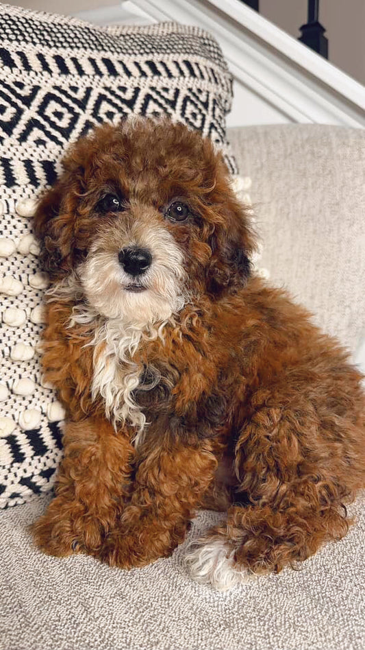 Cinnamon (Mini Poodle)