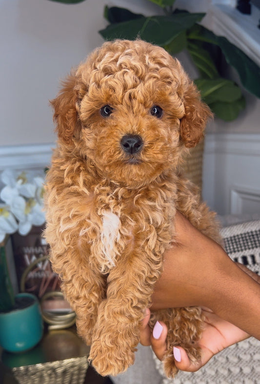 Cuddles (Mini Poodle)