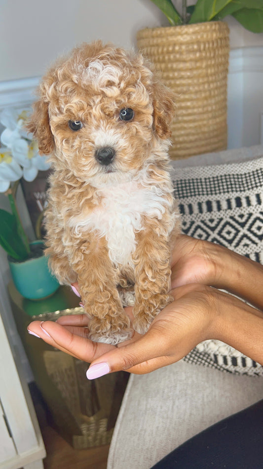 Cozy (Mini Poodle)