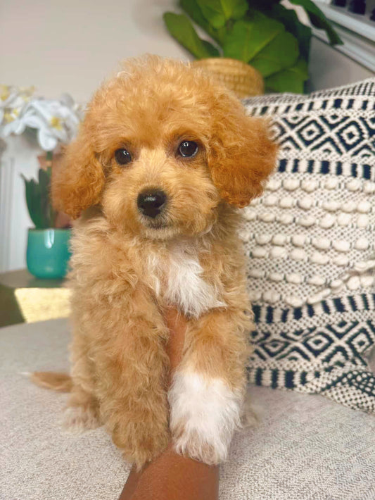 Lacy (Poochon)