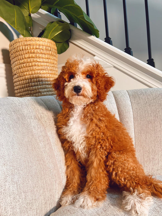 Mack(Mini Bernedoodle)