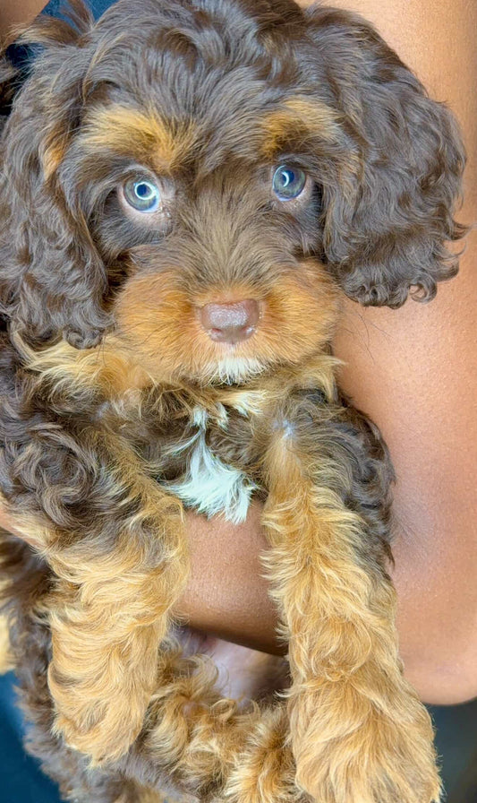 Tito(Cavapoo)