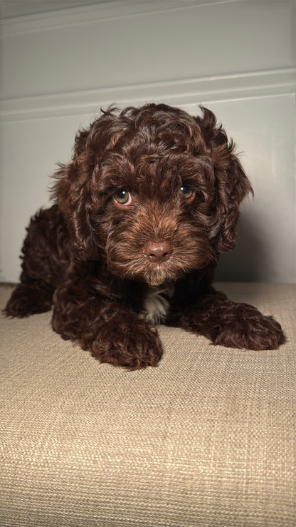Malcolm (Cavapoo)