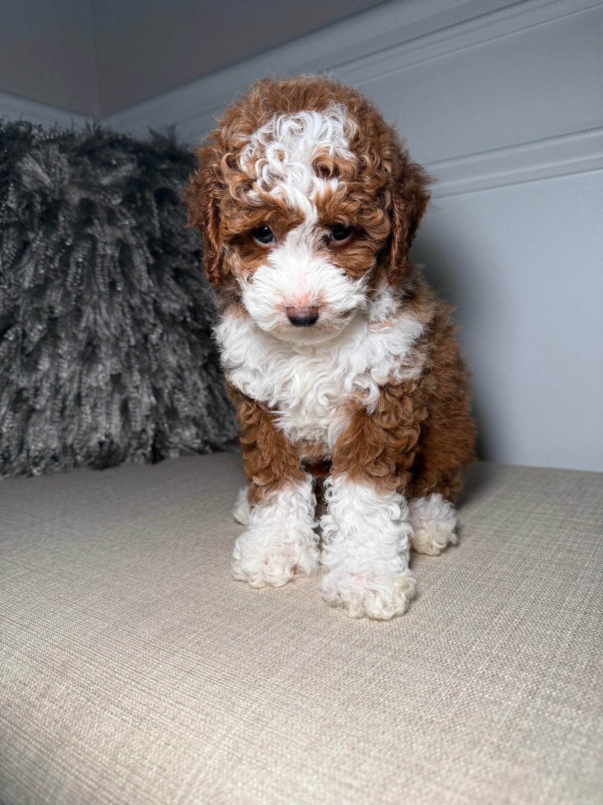 Boots (Mini Poodle)