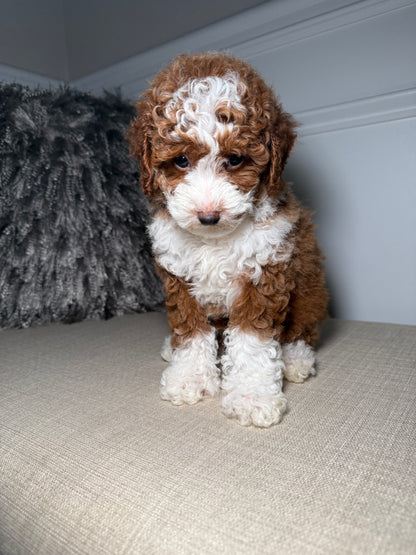 Boots (Mini Poodle)