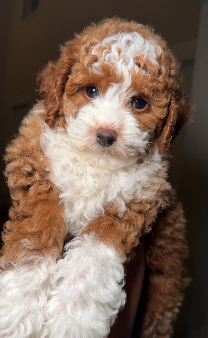 Boots (Mini Poodle)