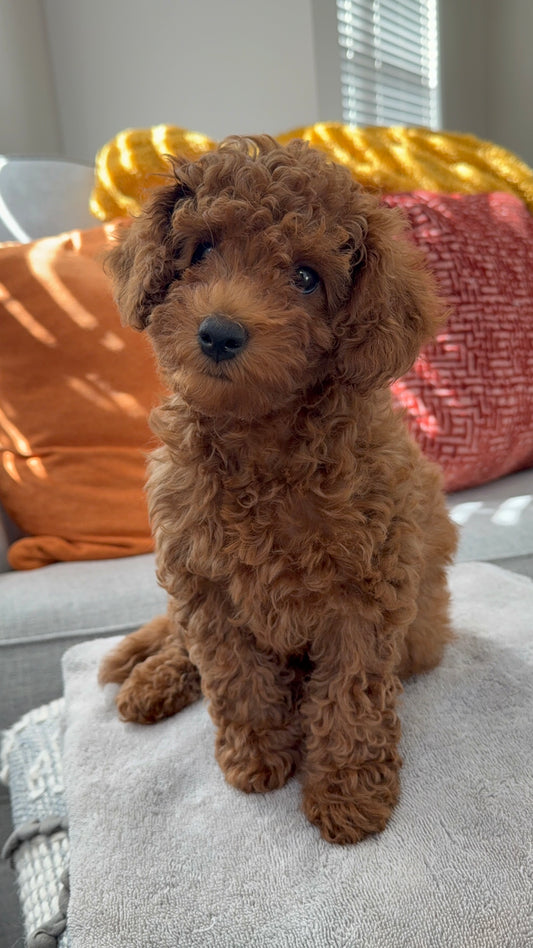 Cute Puppies Atlanta 
Brown curly-haired dog sitting on a couch with colorful pillows in the background