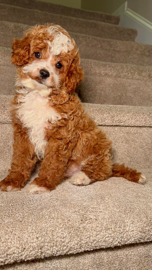 Male Cavapoo puppy Atlanta 