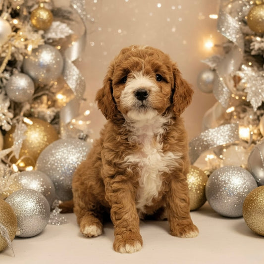 Rio(Cavapoo)