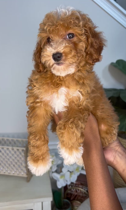 Tigger (Goldendoodle)