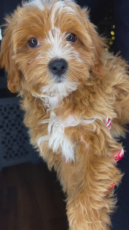 Cru (Maltipoo)