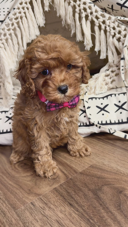 Cleah(Cavapoo)