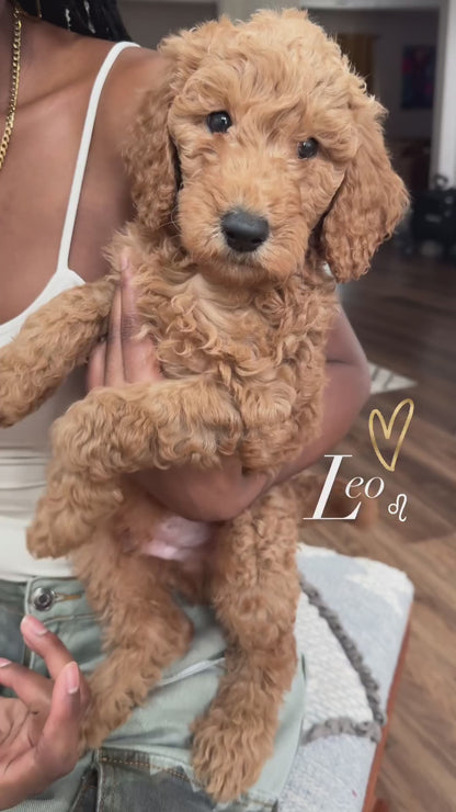 Leo (Goldendoodle)