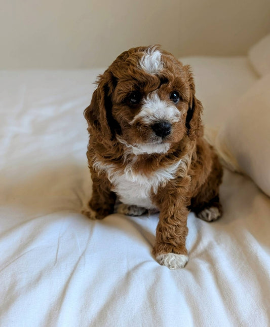 Sirius (Cavapoo)