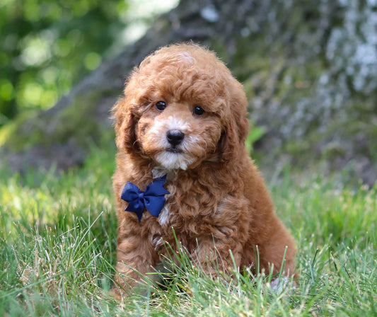 Cassius (Toy Poodle)