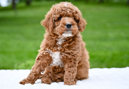 Quest (Mini Goldendoodle)