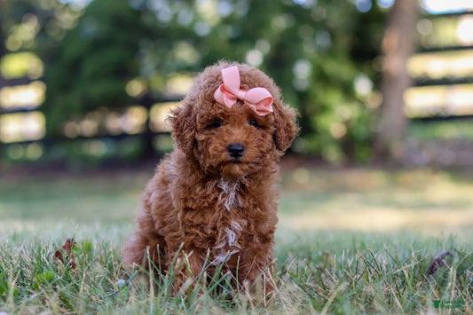 Ruby
