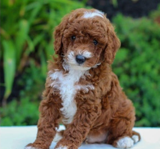 Luca (Cavapoo)